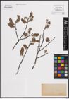 Foto von Salix cinerea L.